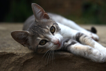 Portrait of a young house cat (alley cat, domestic cat) with a white and gray coat, lying on a stone.