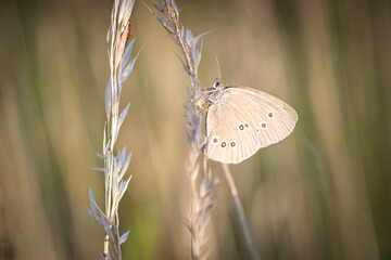 Brown butterfly perched on a plant branch