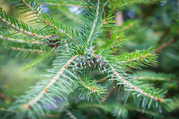 Close up of new pine cones 