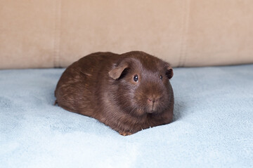 Portrait of red guinea pig. Close up