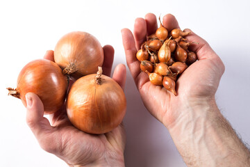 Result of harvesting onion. Seeding onion bulbs. Hands with big and small onion bulbs.