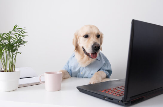 A cute dog looks at a laptop, working in glasses and a shirt. Golden retriever office worker.
