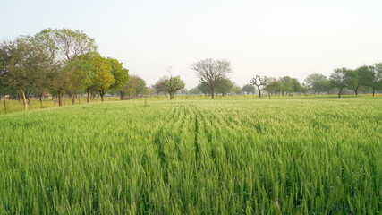 Obraz premium A large wheat field in India and raw spikes against a bright sky. Rural landscape with unripe wheat crops in sunset. Green wheat ears.