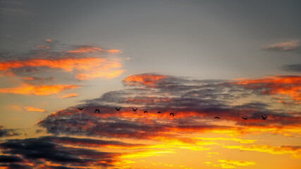 Gänseflug in den Abendhimmel