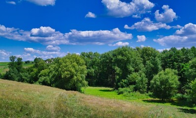 Fototapeta na wymiar Summer rural landscape, meadow with wildflowers, landscape with sky and clouds