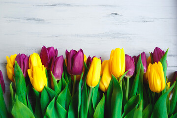 yellow and purple tulips on a gray wooden background. flat lay