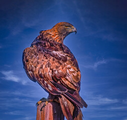 Golden eagle on fence post