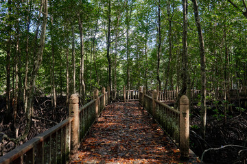 Walk through the mangrove forest in Asia