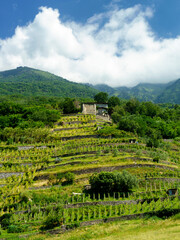 Obraz premium Vineyard of Valtellina at Traona