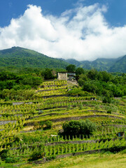 Vineyard of Valtellina at Traona