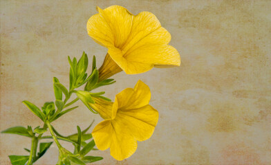 Fototapeta na wymiar Yellow calibrochia flowers