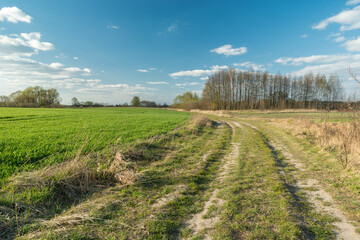 Fototapeta na wymiar Spring green fields by a country road, April landscape