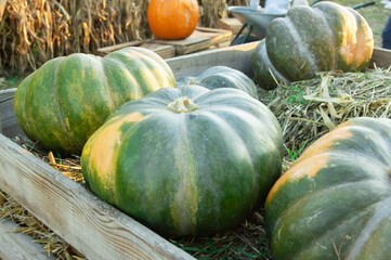 Green huge pumpkins in pumpkin farm