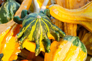 Box filled with pumpkins and gourds. Pumpkin farm in autumn