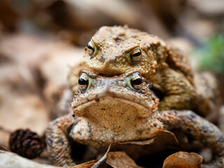 frog on the ground