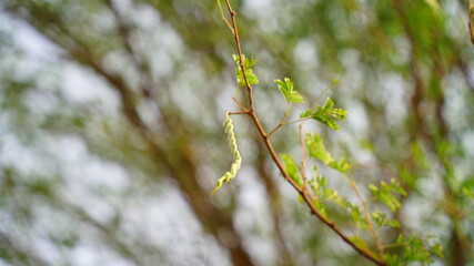 The Fruits of Vachellia nilotica commonly known as gum arabic tree, Babul, Thorn mimosa (kikar tree). Thorny acacia is a tree in Rajasthan, India