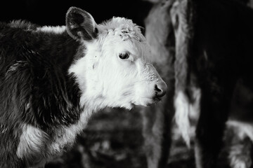 portrait of a Hereford calf in black and white closeup