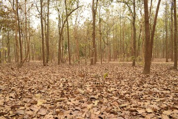 dry leaves on the forest floor