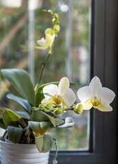 Orchid potted plant blooming on window sill, closeup view