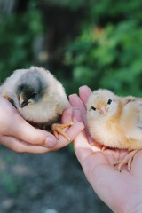 baby chicken in hand