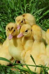 Little yellow ducklings