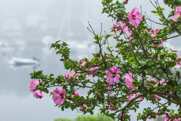 USA, Massachusetts, Cape Ann, Gloucester. Flowers in fog