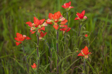 Indian Paintbrush cluster wildflowers in a field
