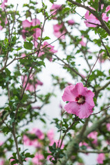 USA, Massachusetts, Cape Ann, Gloucester. Flowers in fog