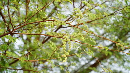 The Fruits of Vachellia nilotica commonly known as gum arabic tree, Babul, Thorn mimosa (kikar tree). Thorny acacia is a tree in Rajasthan, India