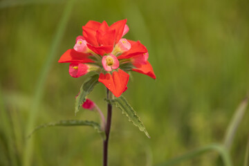 One Indian Paintbrush wildflower close-up with grass in background