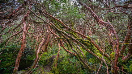 Ancient Polylepis forest in Cajas National Park near Cuenca, Ecuador. Moss-covered twisted trunks and branches create a dense, mystical Andean woodland