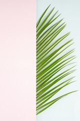 Texured beautiful palm leaf  on a pastel purple and blue background with a creative copy space. Flat lay minimal concept.