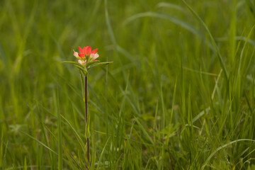 One Indian Paintbrush wildflower in tall grass

