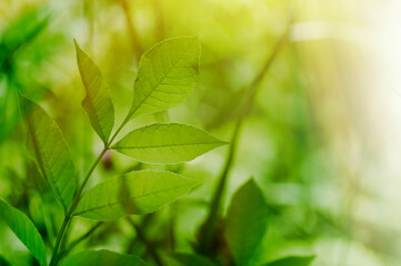 Fototapeta na wymiar spring background, green branch fresh leaves in nature, backlight