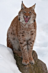 Roaring young lynx with snow in the background