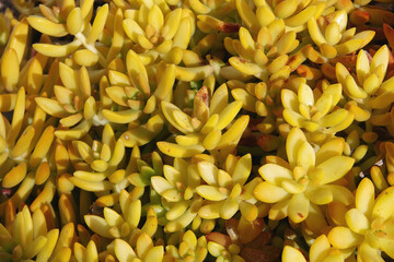 High angle full frame view with selective focus on the center of a field of yellow ice plants succulents