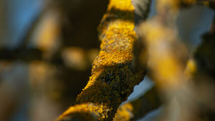 yellow skin on the tree branch