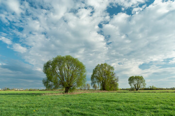 Fototapeta na wymiar Trees growing on a green meadow and white clouds on the sky