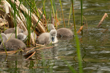 A family of mute swan chicks floating in the water