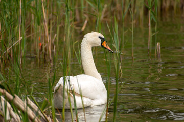 Adult white swan swimming in the water