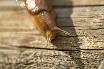 Slug in close-up on wooden surface.