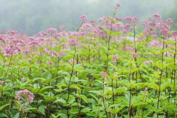 Fototapeta premium USA, Massachusetts, Cape Ann, Gloucester. Flowers in fog