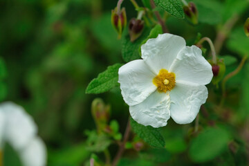 Rockrose flower in foreground with out of focus background.