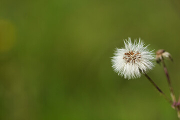 Dandelion plant in the foreground.