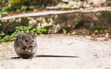 Naklejka na ściany i meble Gray young small mouse on outdoor background