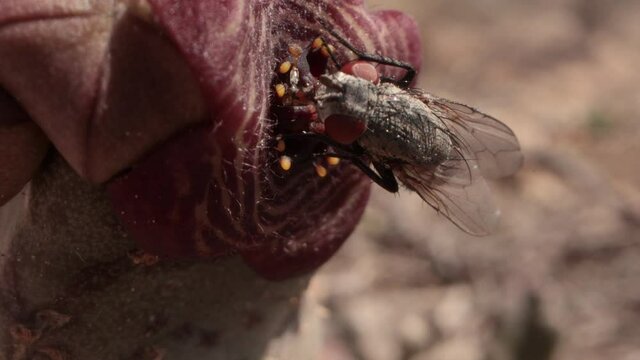 macro Caralluma with fly