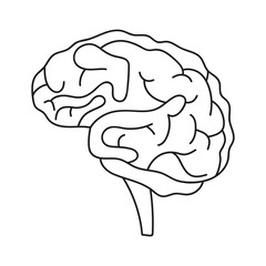 brain organ of human body  in doodle style
