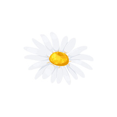 Chamomile flower with white petals and yellow middle isolated head icon. Vector daisy or camomile blossom, floral design element. Springtime daisy-flower realistic fresh bud closeup, gerbera drawing