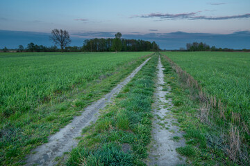 Fototapeta na wymiar A dirt road between green fields and the evening sky