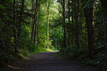Wald mit Lichteinfall